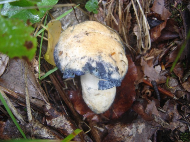 Un boleto particolare